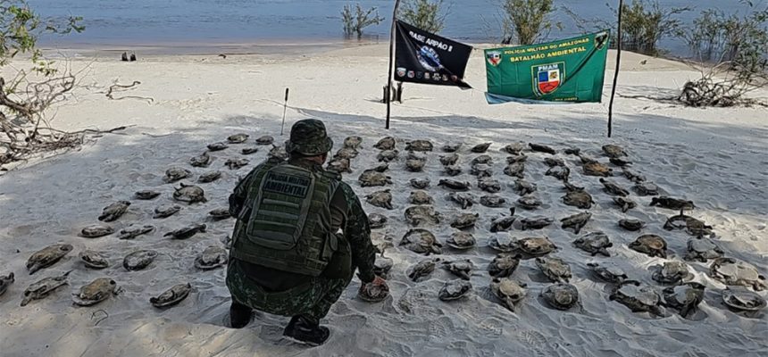 A Polícia Militar do Amazonas (PMAM), em operação na Base Fluvial Arpão 2, coordenada pela Secretaria de Segurança Pública do Amazonas (SSP-AM), apreendeu cerca de 108 quelônios, um motor rabeta e uma canoa. A apreensão foi realizada no município de Novo Airão (a 115 quilômetros de Manaus).